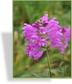Gelenkblume, Physostegia virginiana 'Summerspire'