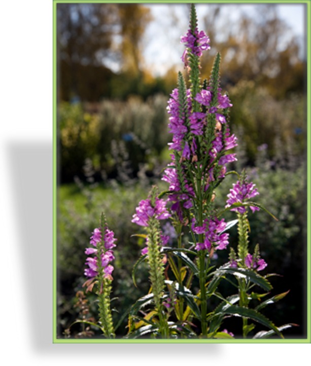 Gelenkblume, Physostegia virginiana 'Rosea'