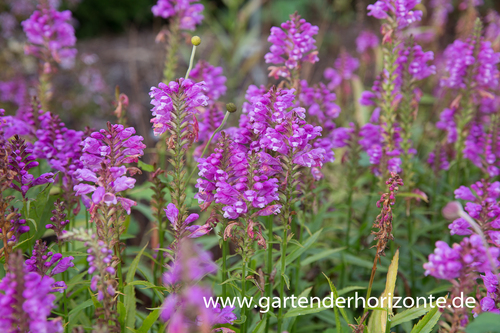 Gelenkblume, Physostegia virginiana 'Vivid'