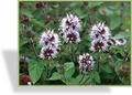 Bachminze, Mentha aquatica