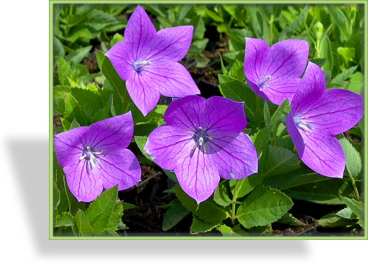 Ballonblume, Platycodon grandiflora 'Astra Blue'