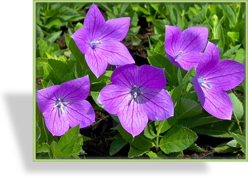 Ballonblume, Platycodon grandiflora 'Astra Blue'