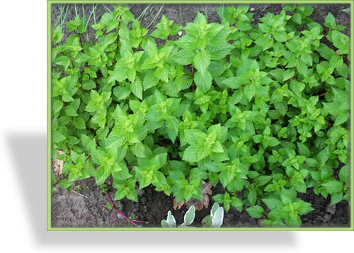 Minze, Rundblättrige Minze, Mentha suaveolens