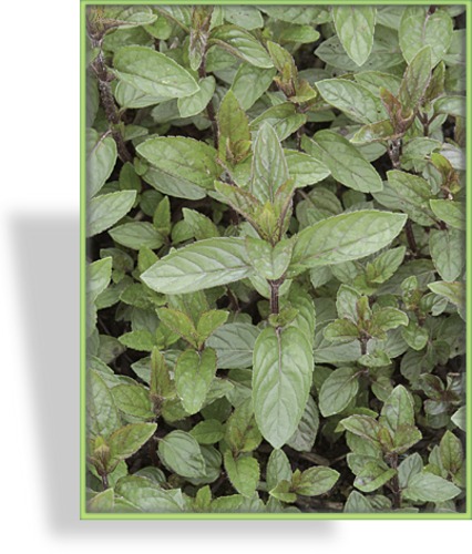 Minze, Echte Pfefferminze, Mentha x piperita