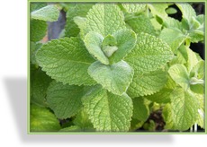 Minze, Apfelminze, Mentha x rotundifolia