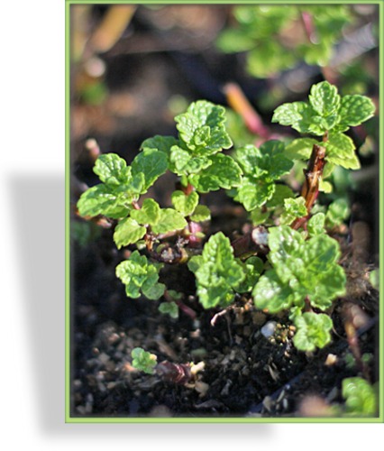 Minze, Ährige Minze, Mentha spicata 'Marokko'