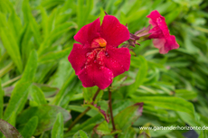 Gauklerblume, Mimulus cupreus