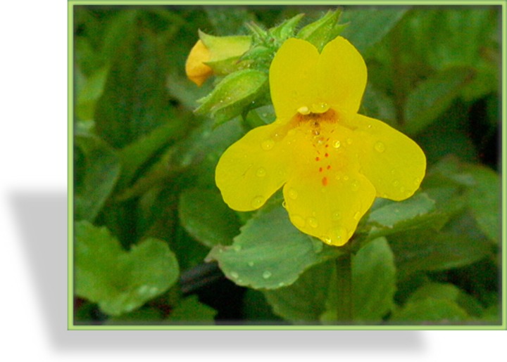 Gauklerblume, Mimulus luteus