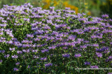 Indianernessel, Späte Indianernessel, Monarda fistulosa