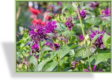 Indianernessel, Monarda hybride 'Saxon Purple'