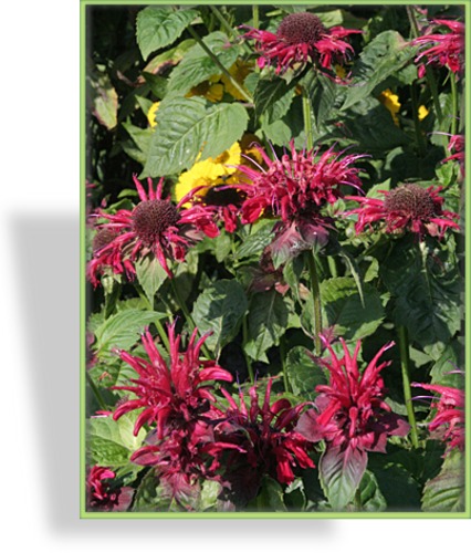 Indianernessel, Monarda hybride 'Fireball'