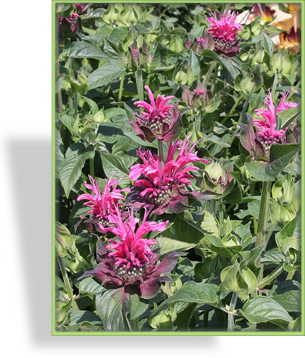 Indianernessel, Monarda fistulosa 'Pink Lace'