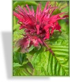 Indianernessel, Monarda hybride 'Rote Töne'