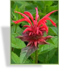 Indianernessel, Monarda hybride 'Gardenview Scarlett'