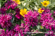 Indianernessel, Monarda fistulosa 'Bee-True'