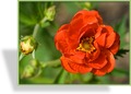 Fingerkraut, Blutrotes Fingerkraut, Potentilla atrosanguinea 'Shogran'