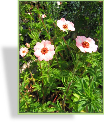 Fingerkraut, Potentilla cultorum 'Hopwoodiana'