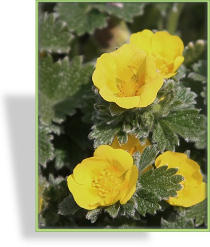 Fingerkraut, Erdbeerblättriges Fingerkraut, Potentilla megalantha (fragiformis)