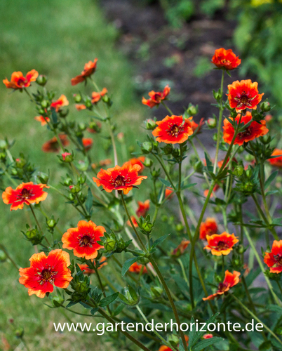 Nepal-Fingerkraut, Potentilla nepalensis 'Flammenspiel'