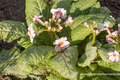 Primel, Etagenprimel, Primula japonica 'Appleblossom'
