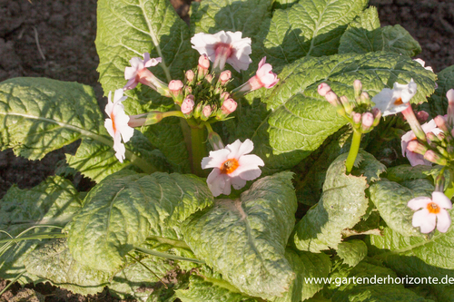 Primel, Etagenprimel, Primula japonica 'Appleblossom'