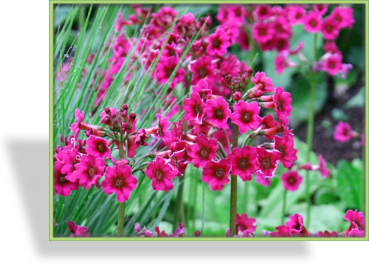 Primel, Etagenprimel, Primula japonica 'Millers Crimson'