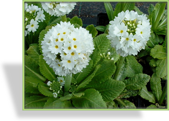 Primel, Kugelprimel, Primula denticulata 'Alba'