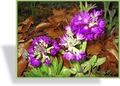 Primel, Kugelprimel, Primula denticulata 'Grandiflora'