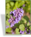 Katzenminze, Sitzende Katzenminze, Nepeta yunnanensis 'Blue Dragon'