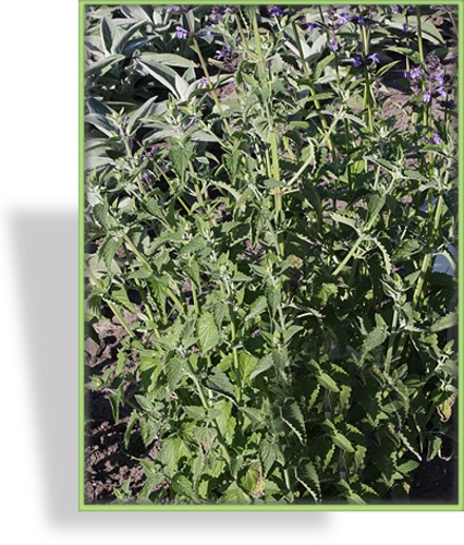 Katzenminze, Zitronen-Katzenminze, Nepeta cataria ssp. citriodora