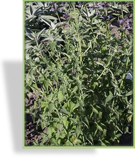 Katzenminze, Zitronen-Katzenminze, Nepeta cataria ssp. citriodora