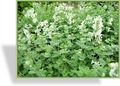 Katzenminze, Nepeta x faassenii 'Alba'