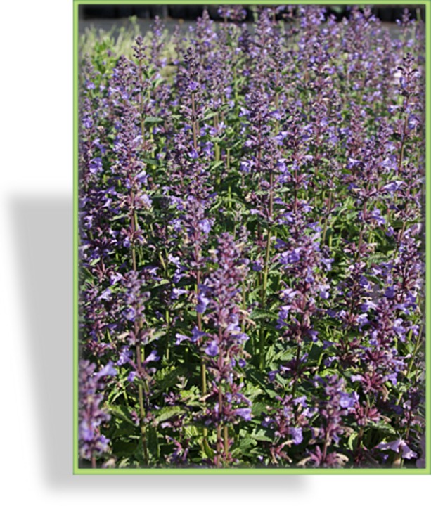 Katzenminze, Nepeta grandiflora 'Blue Danube'