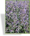 Katzenminze, Nepeta x faassenii 'Dropmore'