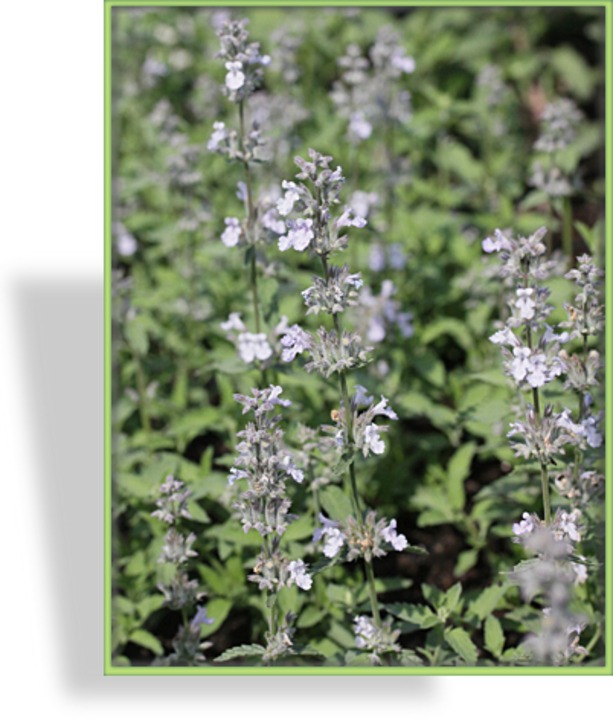 Katzenminze, Nepeta x faassenii 'Gletschereis'