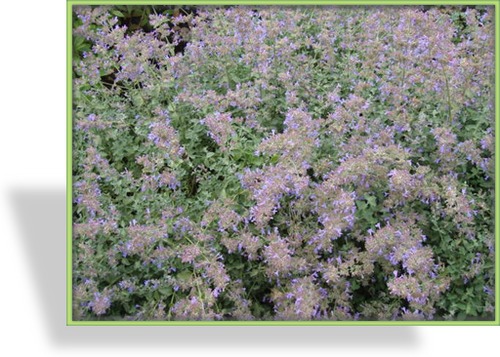 Katzenminze, Nepeta x faassenii