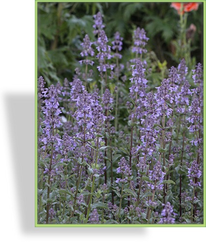 Katzenminze, Nepeta grandiflora 'Bramdean'