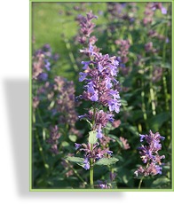 Katzenminze, Nepeta grandiflora 'Pool Bank'