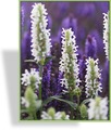 Katzenminze, Nepeta nervosa 'Schneehäschen'