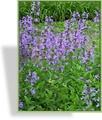 Katzenminze, Große Katzenminze, Nepeta sibirica