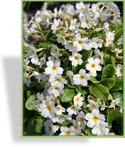 Primel, Polsterprimel, Primula pruhoniciana 'Schneekissen'