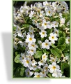 Primel, Polsterprimel, Primula pruhoniciana 'Schneekissen'