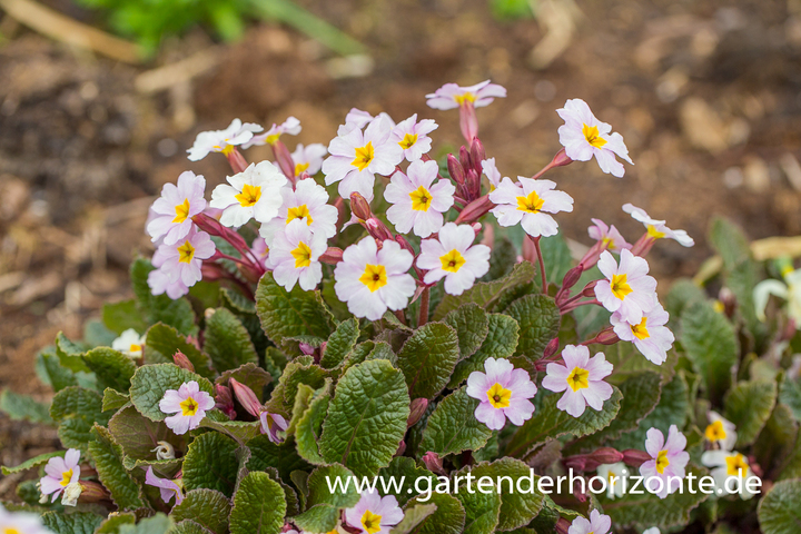 Teppich-Primel, Primula x pruhoniciana 'Garryarde Guinevere'