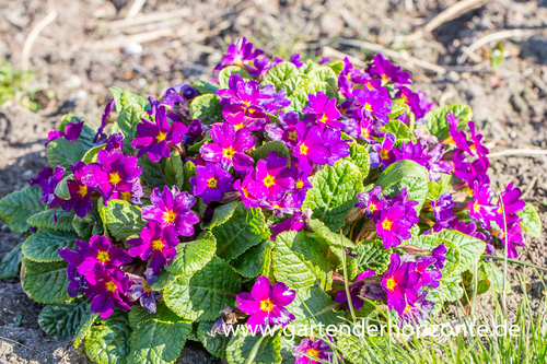 Teppich-Primel, Primula x pruhoniciana 'Wanda'