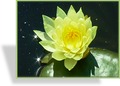 Seerose, Nymphaea hybride 'Chromatella'