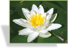 Seerose