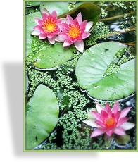Seerose, Nymphaea hybride 'James Brydon'
