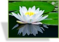 Seerose, Nymphaea hybride 'Marliacea Albida'