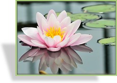 Seerose, Nymphaea hybride 'Marliacea Rosea'