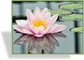 Seerose, Nymphaea hybride 'Marliacea Rosea'